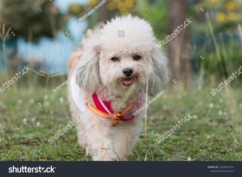 Shih Tzu Poodle Mix Puppies