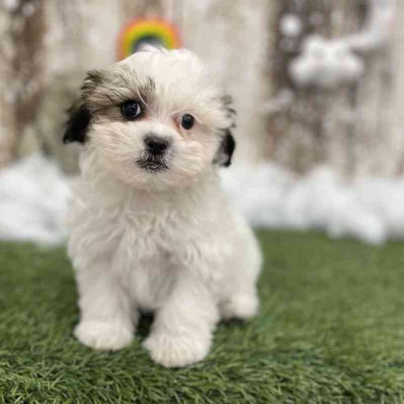 Shih Tzu Puppies For Adoption In Maryland