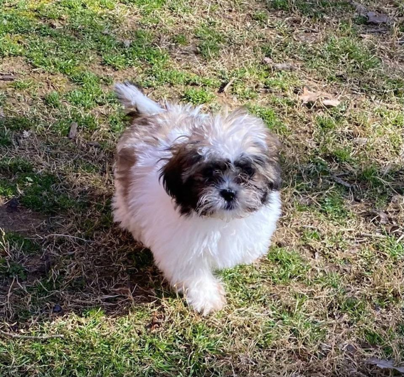 Shih Tzu Puppies For Sale Fort Wayne Indiana