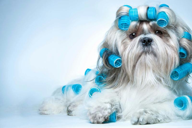 Shih Tzu Puppies For Sale In Nc