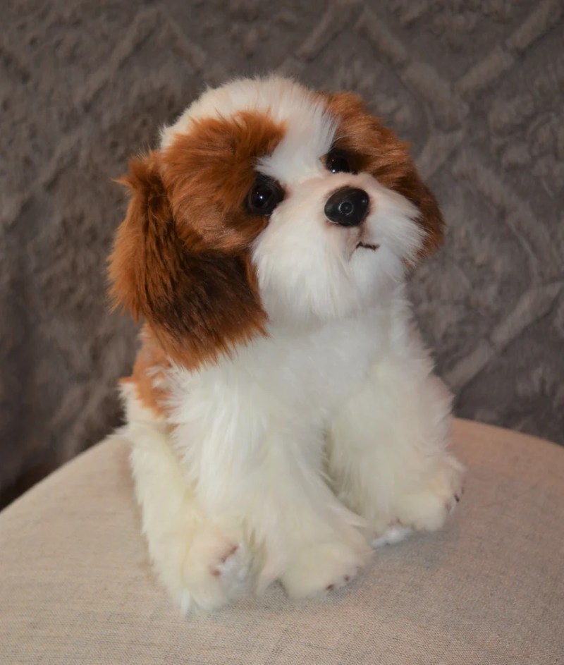 Shih Tzu Puppies In Ohio - ViassildNews