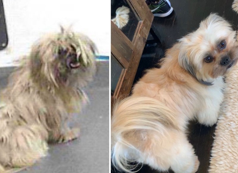 Shih Tzu Rescue Los Angeles