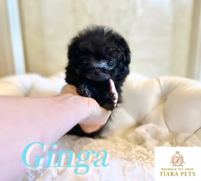 Shih Tzu Toy Poodle Mix Price