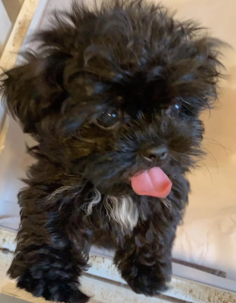 Shih Tzu Yorkie Poodle Mix Puppies