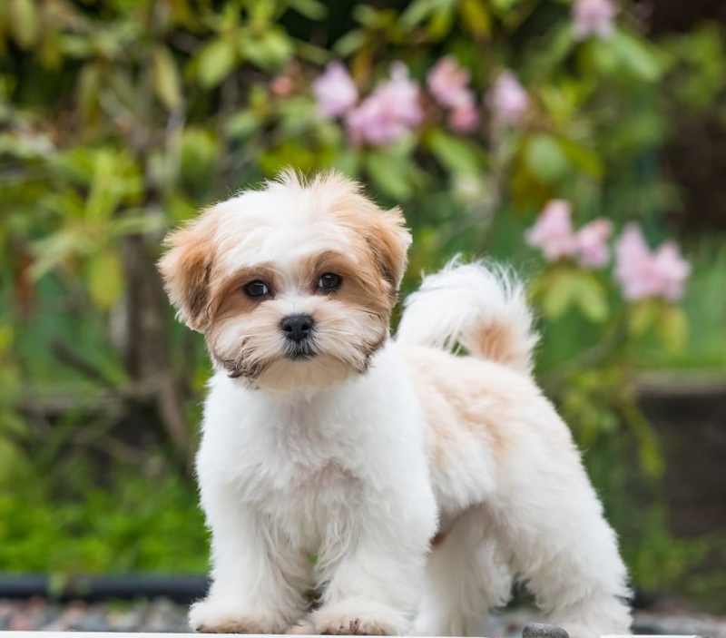 Teacup Shih Tzu Maltese Puppies For Sale