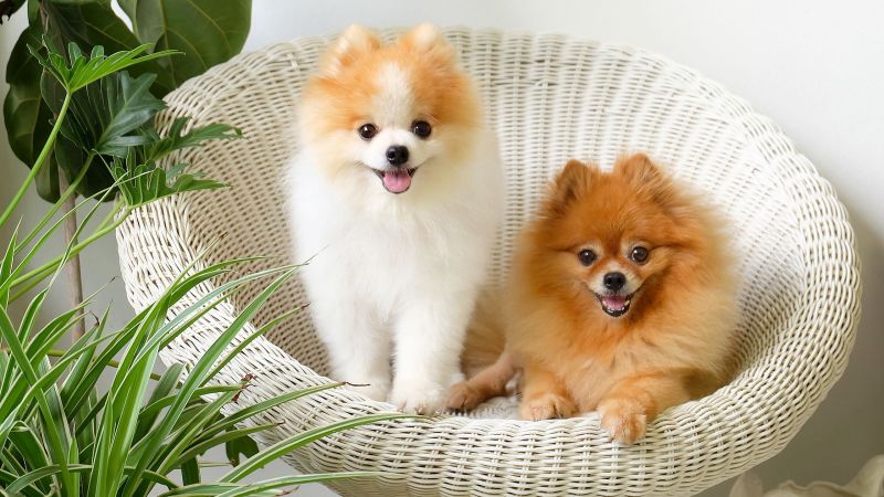 Teddy Bear Puppies For Sale In Des Moines Iowa