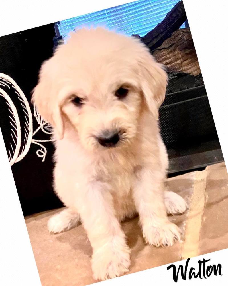 Teddy Bear Puppies For Sale Texas