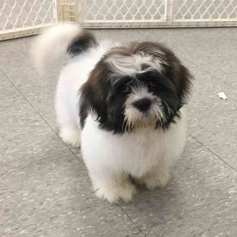 Toy Imperial Shih Tzu Puppies For Sale