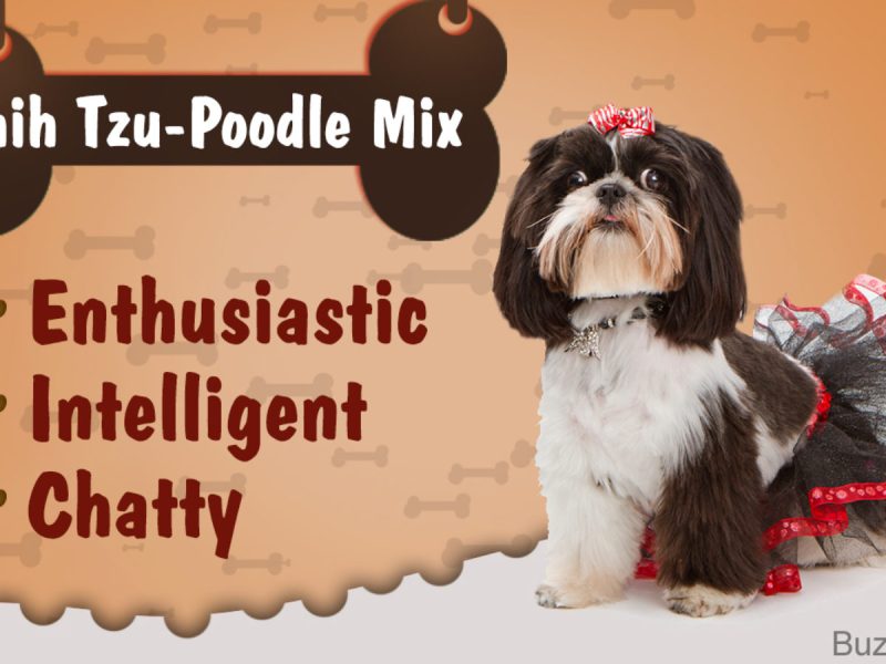 Toy Poodle Shih Tzu Mix