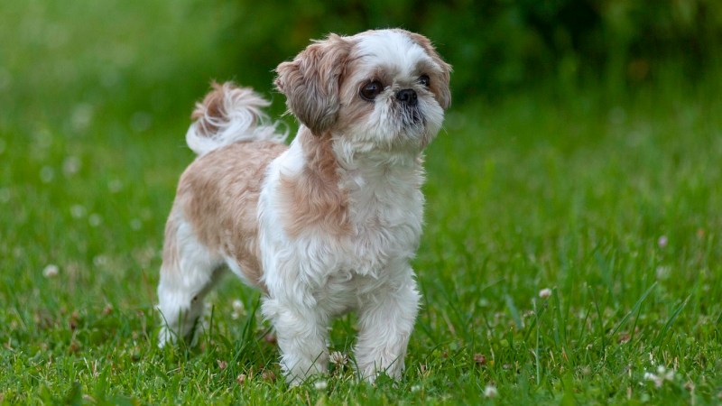 Yorkie Poodle Shih Tzu Puppies