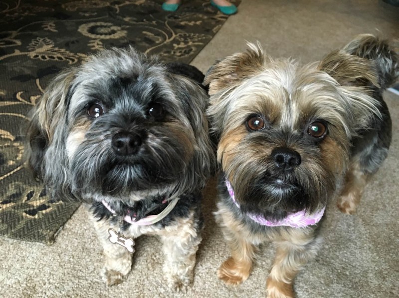 Yorkie Shih Tzu Maltese Mix Puppies