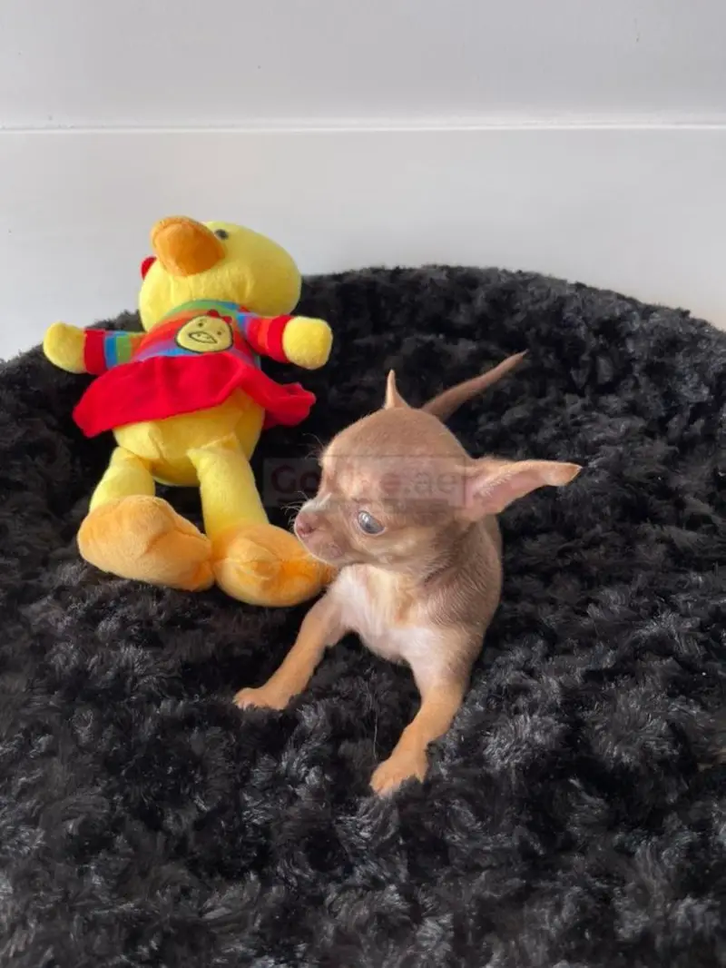 Applehead Teacup Chihuahua Puppies For Sale - ViassildNews