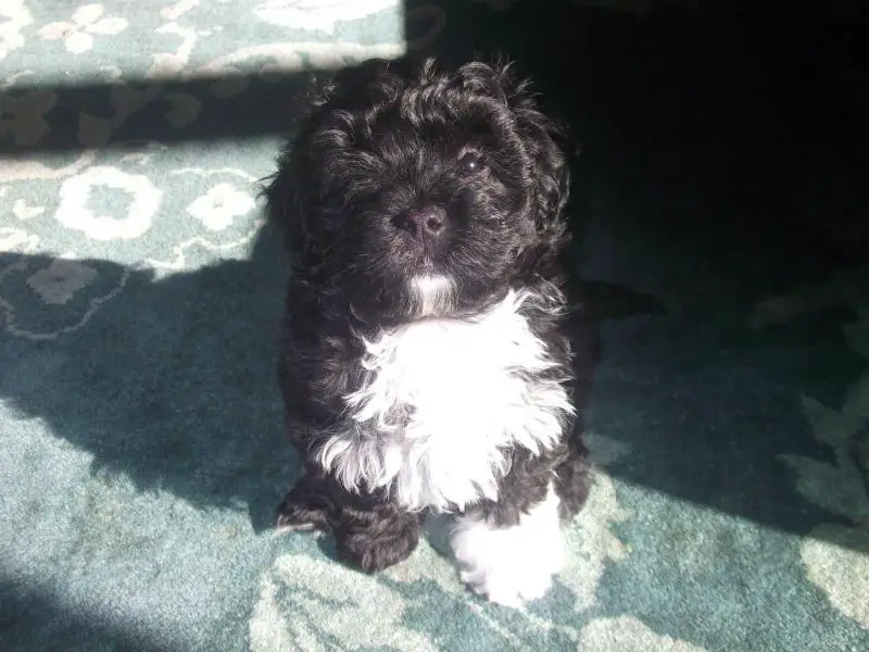 Black Shih Tzu Poodle Mix Puppies