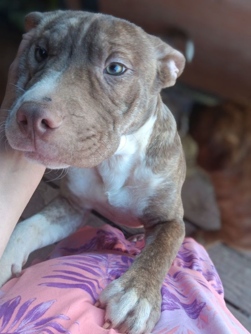 Blue Nose Pitbull Puppies For Sale In Indiana - ViassildNews