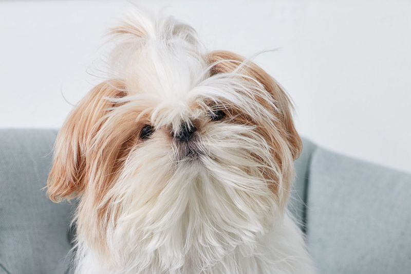 Maltese Shih Tzu Chihuahua Mix
