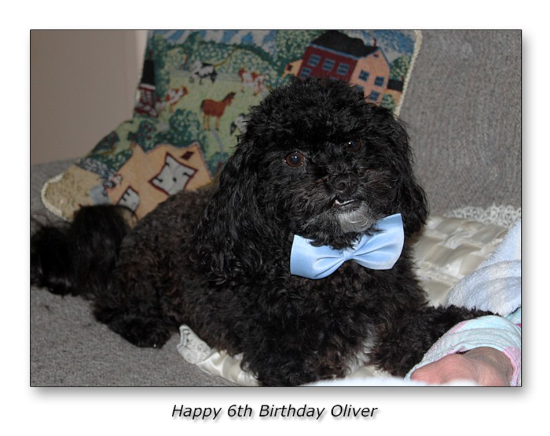 Shih Tzu Poodle For Sale
