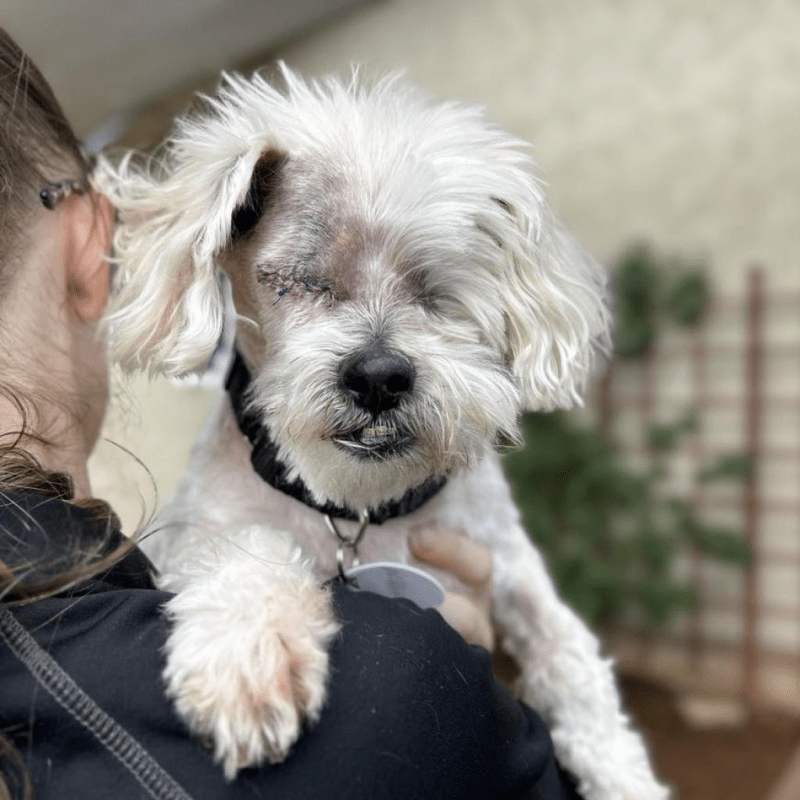 Shih Tzu Puppies For Sale In Maryland Cheap