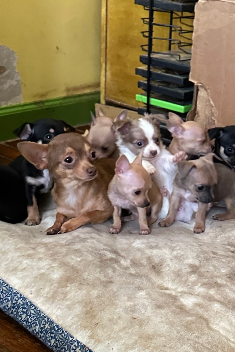 Teacup Chihuahua Puppies Near Me - Viassildnews