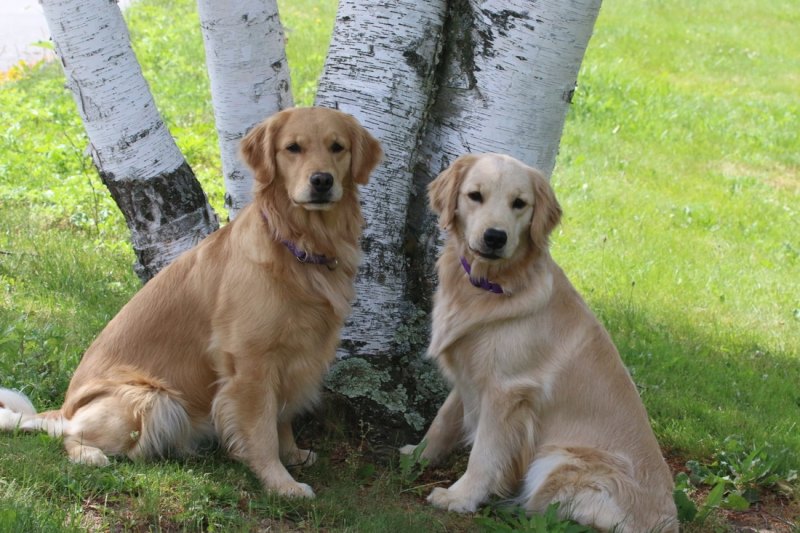 Golden Retriever Puppies For Sale In Reno Nv