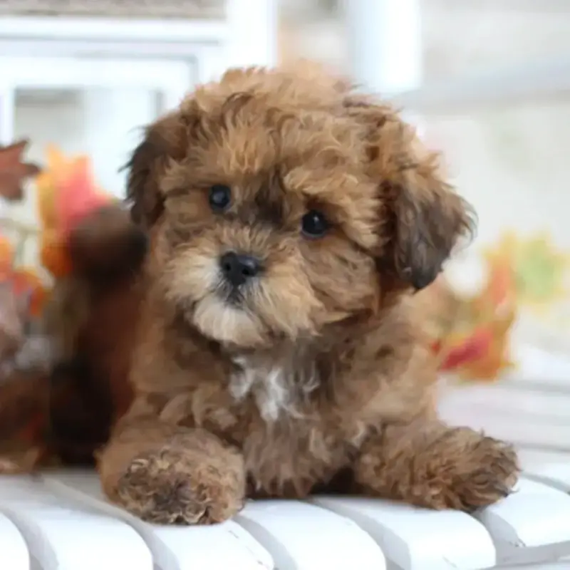 Poodle Shih Tzu Mix Brown