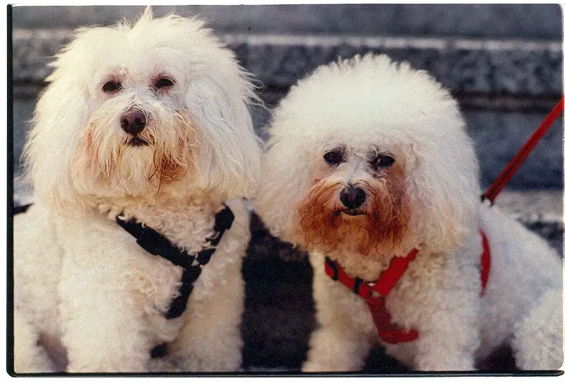 Bichon Frise And Poodle Mix Puppies