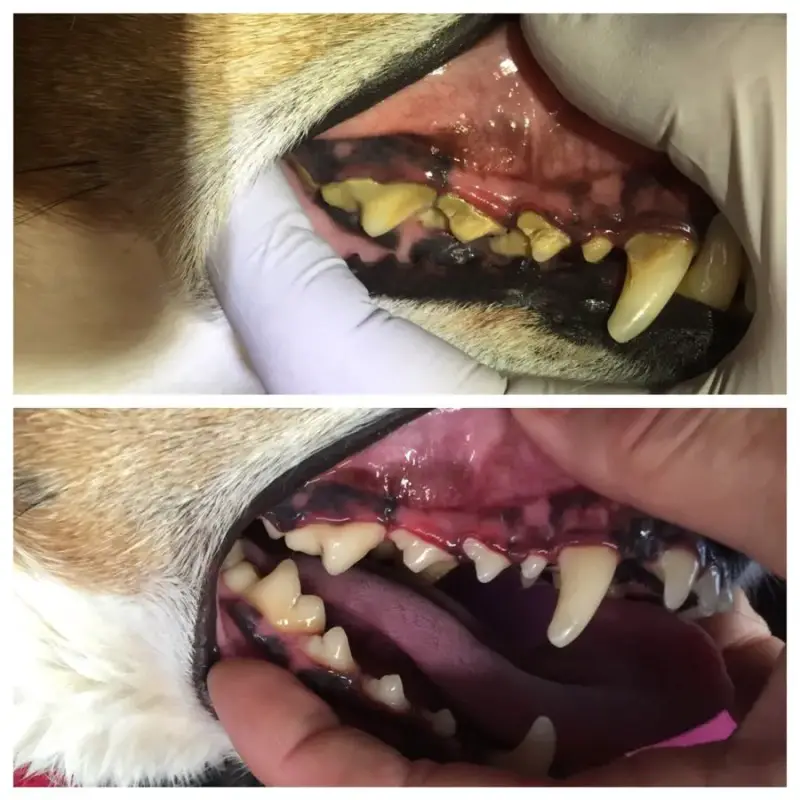 Pet Dental Cleaning Without Anesthesia