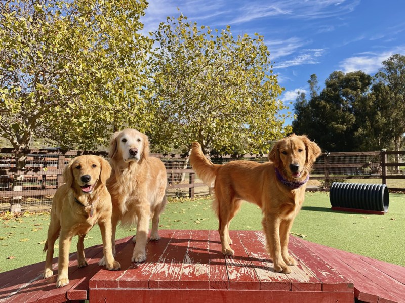 Long Term Dog Boarding California