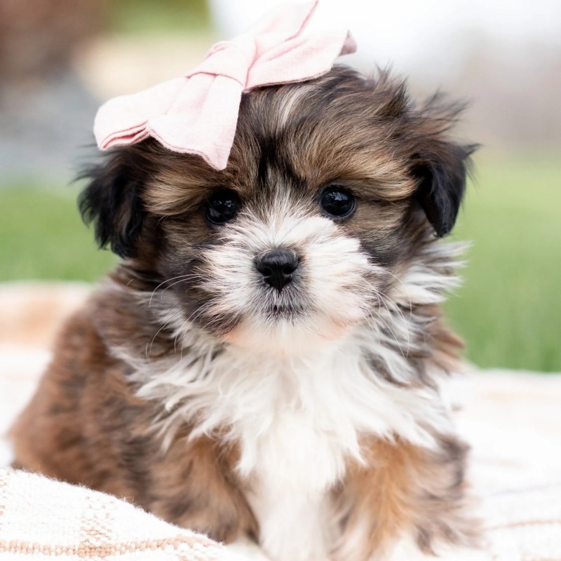 Bichon Frise And Shih Tzu Mix Puppies
