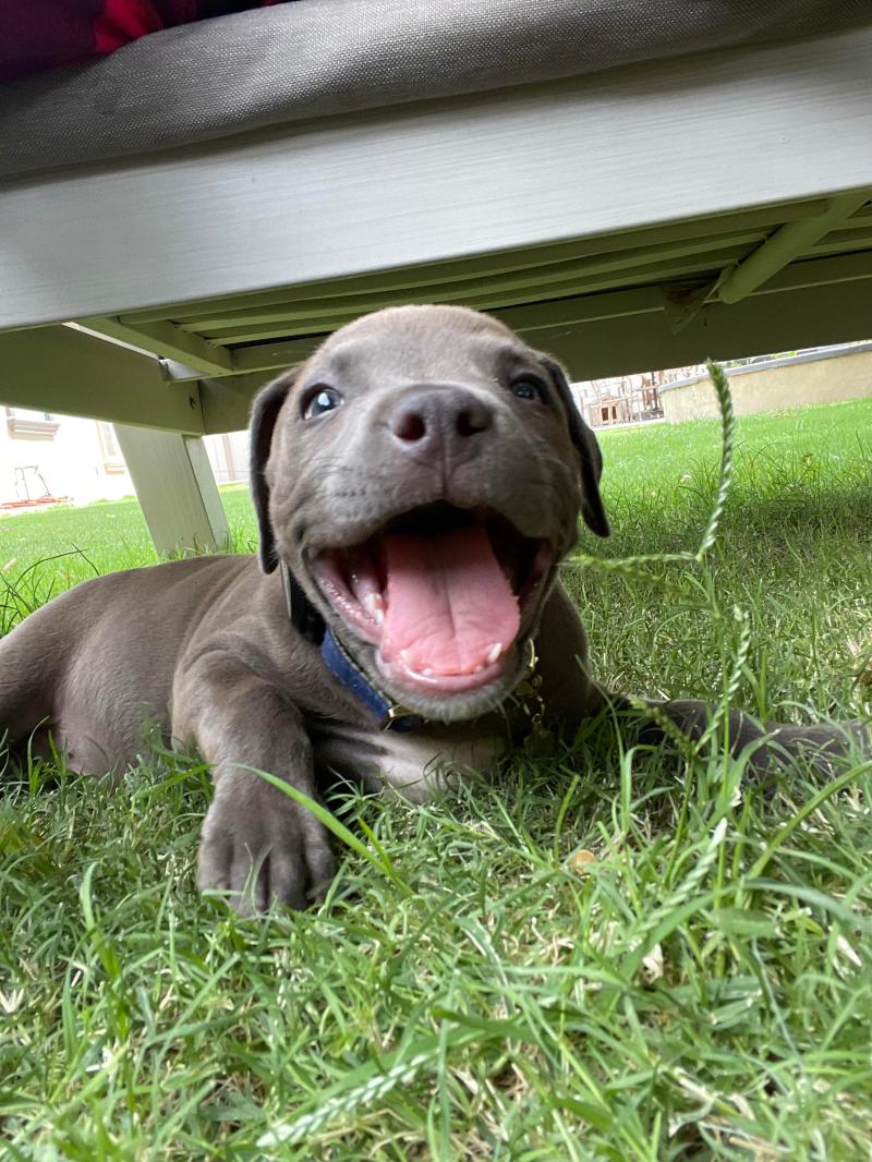 Blue Nose Pitbull Puppies For Sale Ny