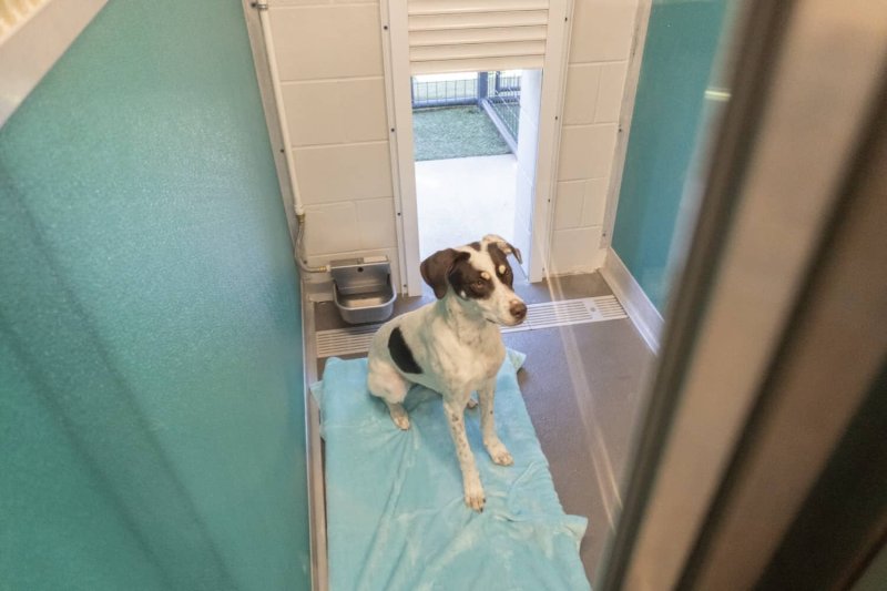 Dog Boarding Kennels San Diego