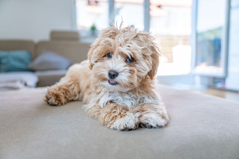 Full Grown Shih Tzu Poodle Mix