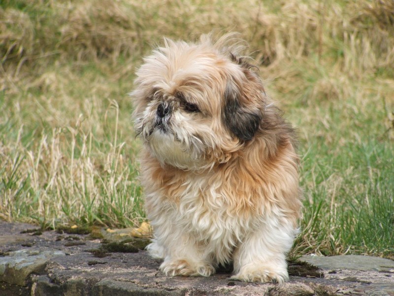 Shih Tzu Chihuahua Mix Breed