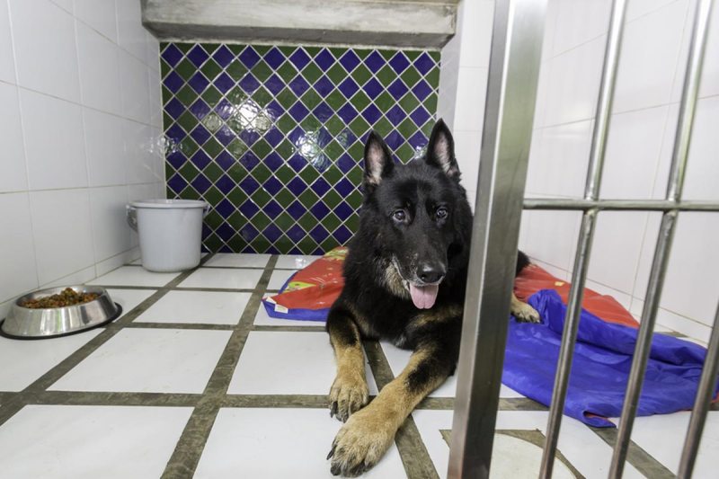 Long Term Pet Boarding Near Me