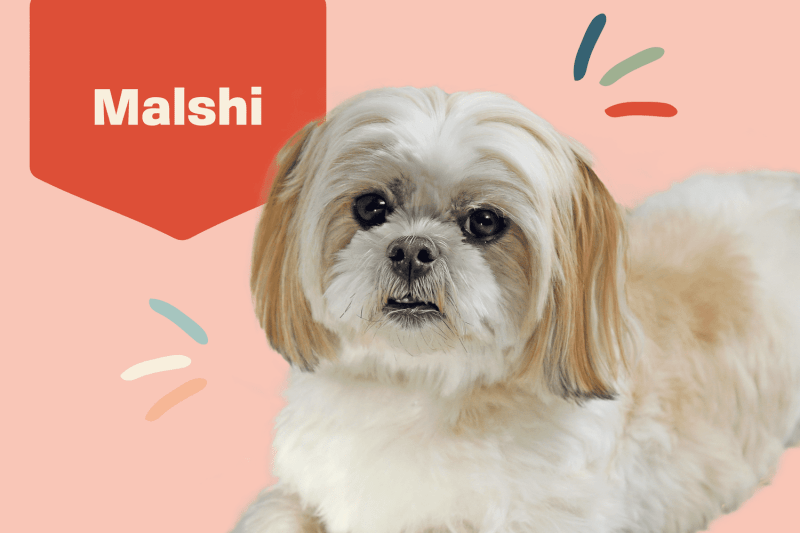 Maltese Shih Tzu Poodle Breeders