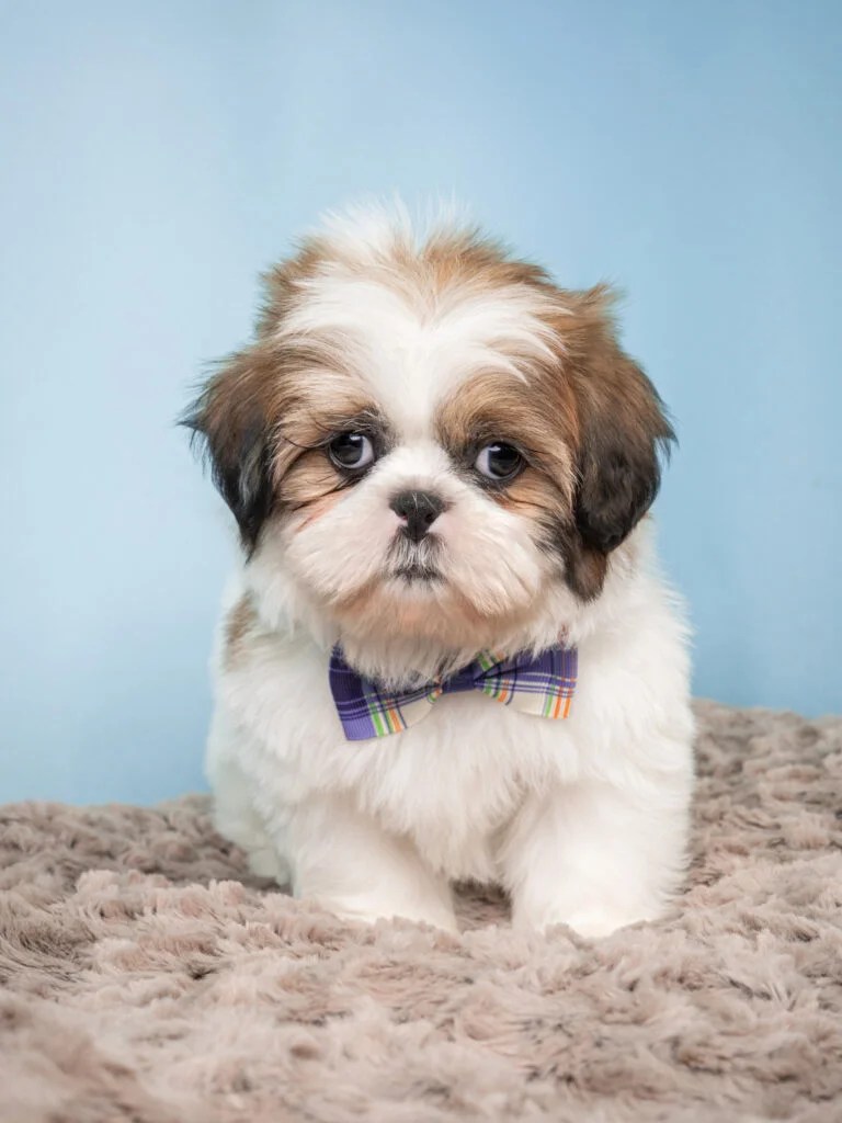 Shih Tzu Puppies Brown And White