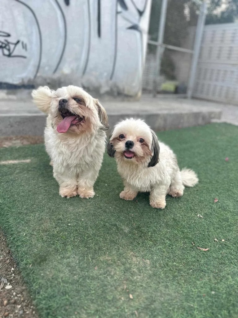 Shih Tzu Dogs For Sale In Arizona