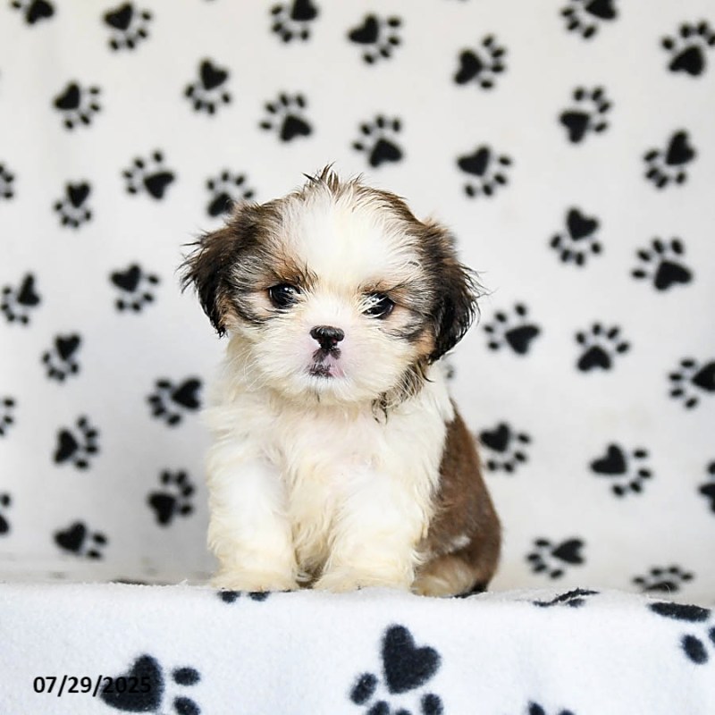 Shih Tzu Puppies For Sale Ct
