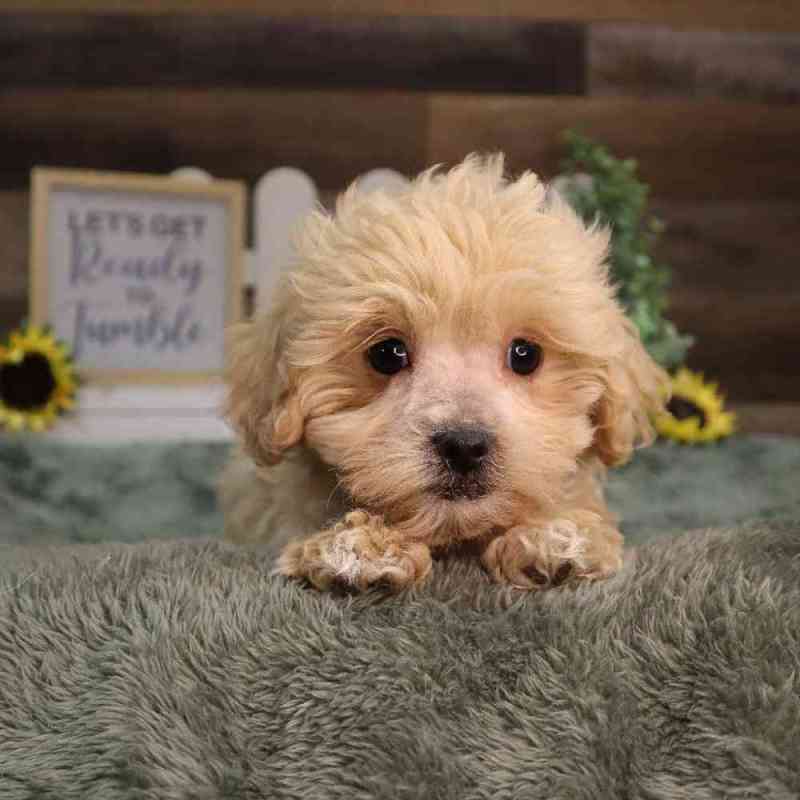 Teacup Teddy Bear Puppies For Sale In Iowa