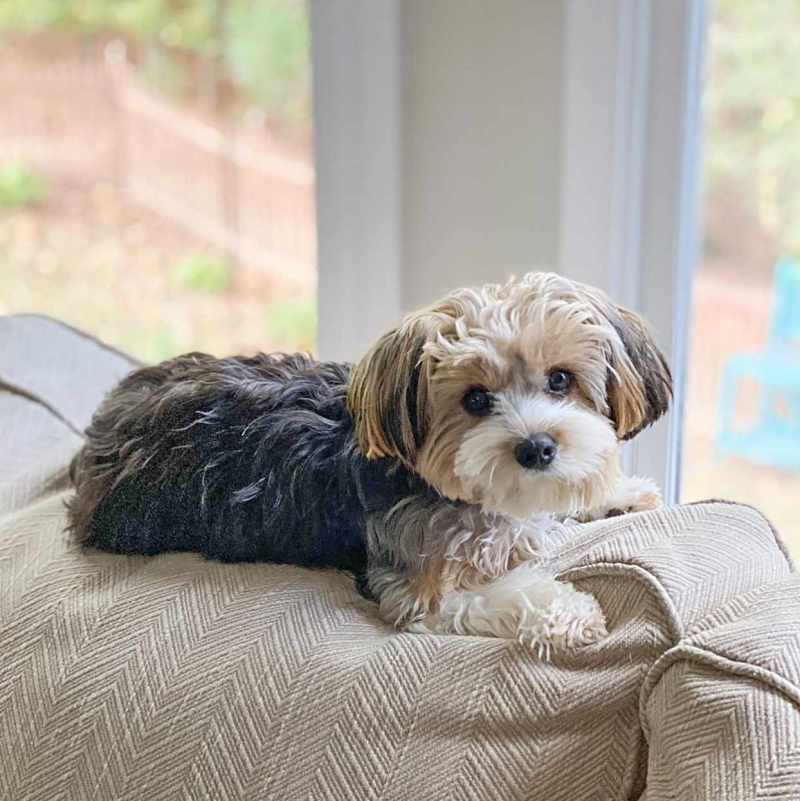Bichon Shih Tzu Mix Rescue