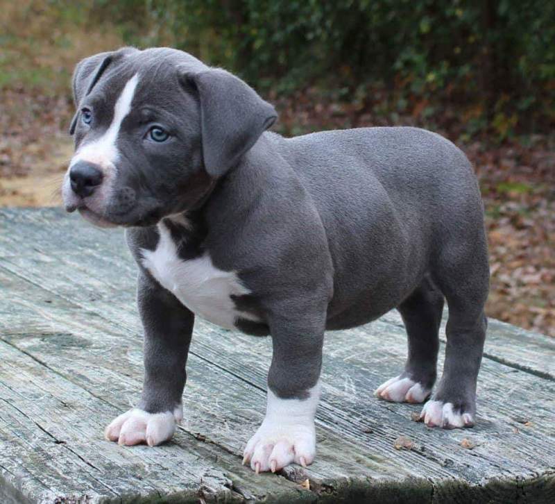 Blue Nose Pitbull Puppies Sale