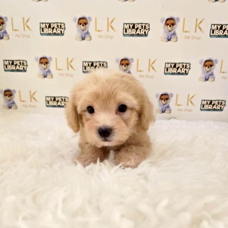 Maltese Shih Tzu Poodle Puppies For Sale