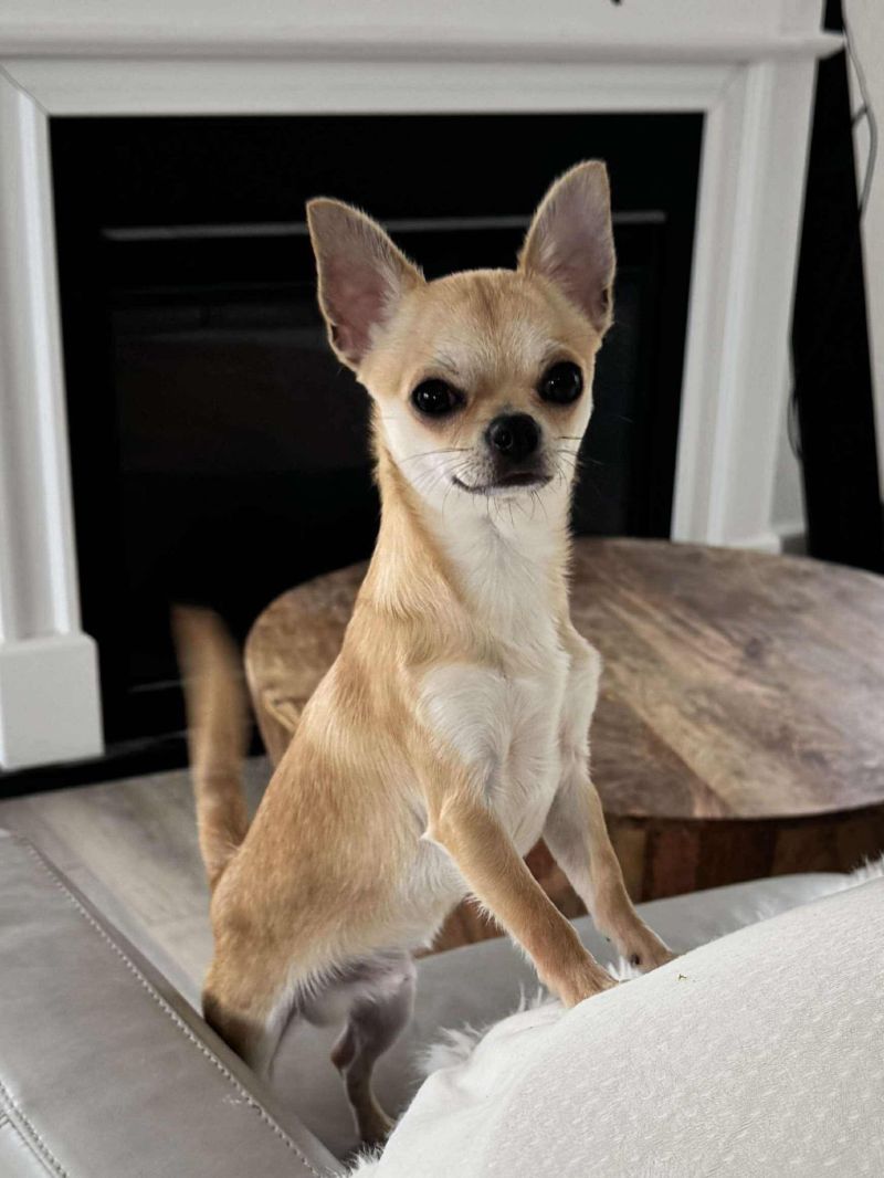 Mini Teacup Chihuahua Puppies For Sale