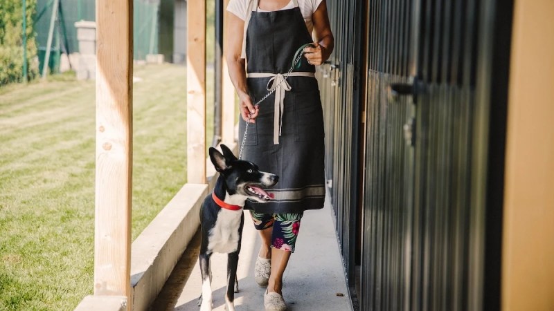 Overnight Dog Boarding Near Me