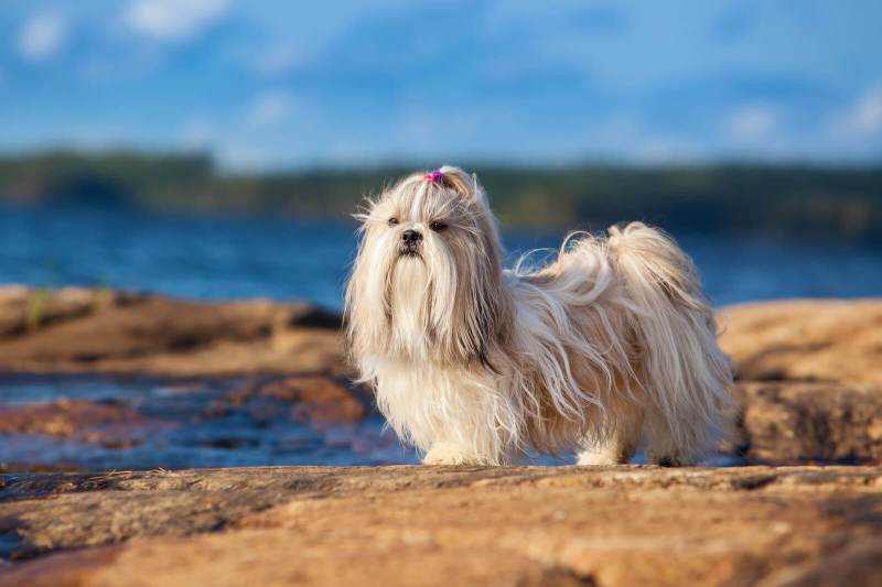 Shih Tzu Puppies For Sale Kansas City