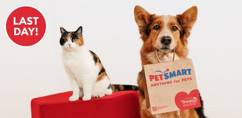 Charm City Doggie Day Care