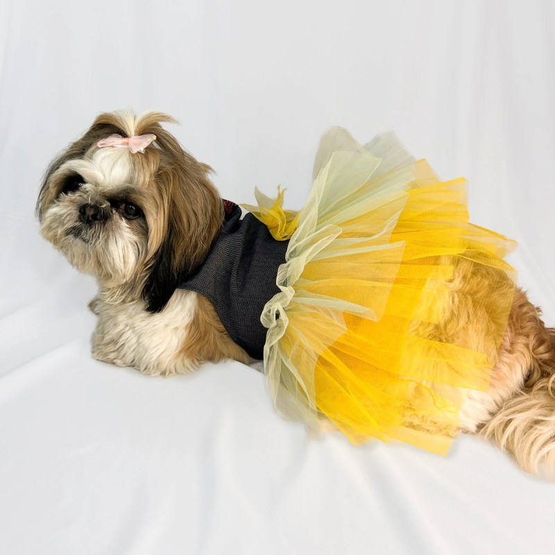 Clothes For Shih Tzu Female