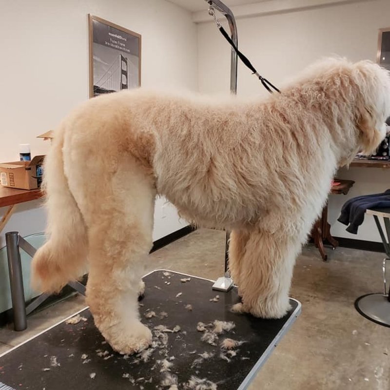 Dog Grooming Des Moines Iowa