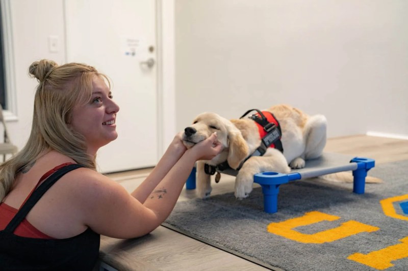 Dog Training Las Vegas Nv