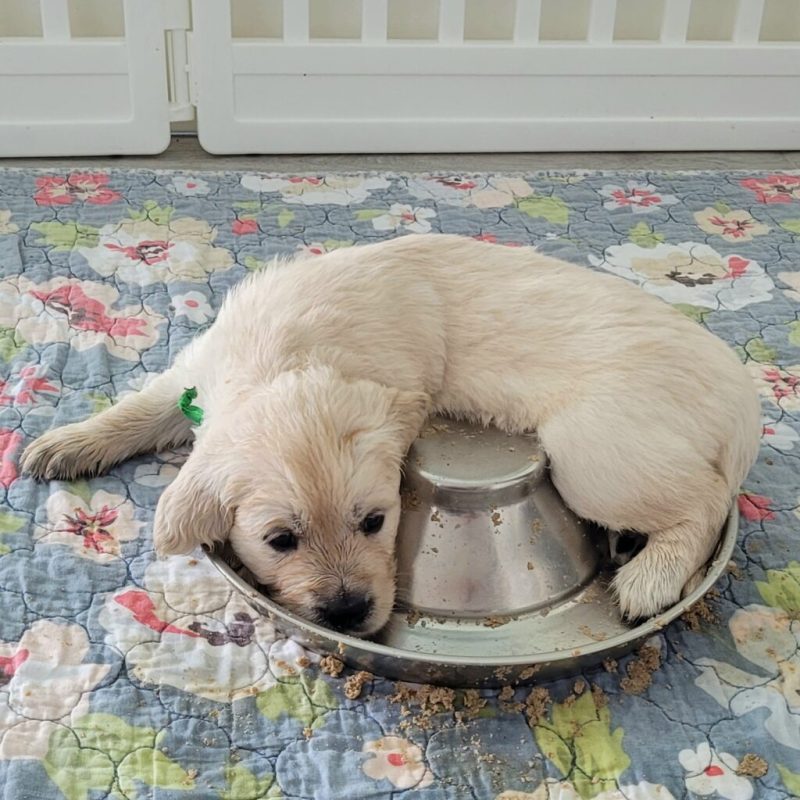 Golden Retriever Puppies For Sale In Wi