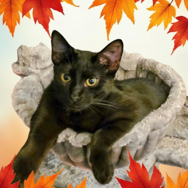 Mobile Pet Grooming New Port Richey